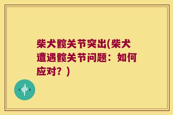 柴犬髋关节突出(柴犬遭遇髋关节问题:如何应对?) 柴犬髋关节突出(柴犬遭遇髋关节问题:如何应对?)