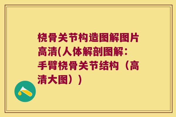 桡骨关节构造图解图片高清(人体解剖图解:手臂桡骨关节结构(高清大图)) 桡骨关节构造图解图片高清(人体解剖图解:手臂桡骨关节结构(高清大图))