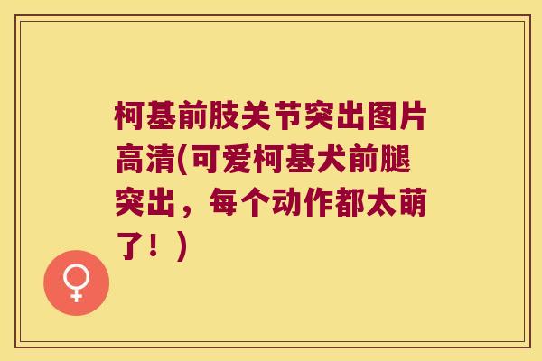 柯基前肢关节突出图片高清(可爱柯基犬前腿突出，每个动作都太萌了！)
