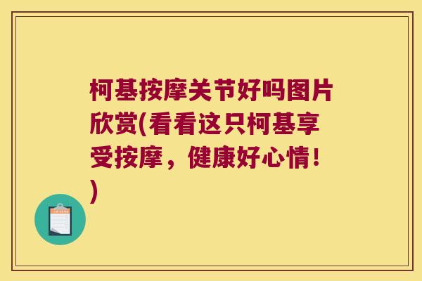 柯基按摩关节好吗图片欣赏(看看这只柯基享受按摩，健康好心情！)