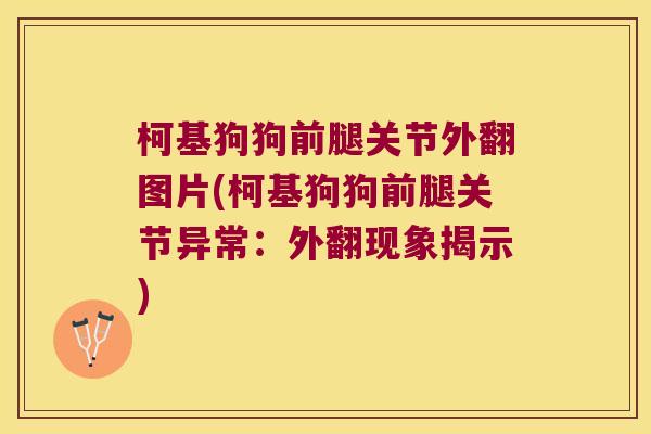 柯基狗狗前腿关节外翻图片(柯基狗狗前腿关节异常:外翻现象揭示) 柯基狗狗前腿关节外翻图片(柯基狗狗前腿关节异常:外翻现象揭示)