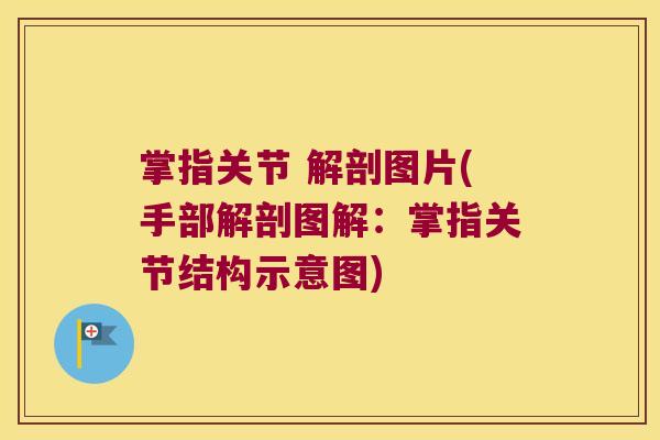 掌指关节 解剖图片(手部解剖图解：掌指关节结构示意图)