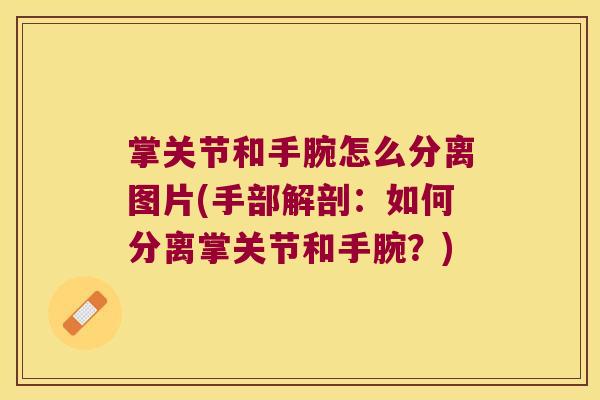 掌关节和手腕怎么分离图片(手部解剖:如何分离掌关节和手腕?) 掌关节和手腕怎么分离图片(手部解剖:如何分离掌关节和手腕?)