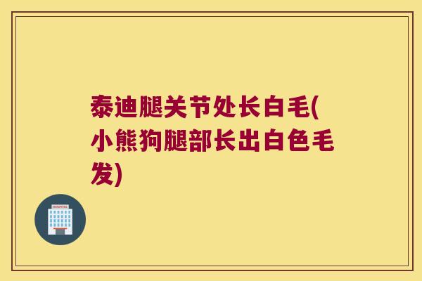 泰迪腿关节处长白毛(小熊狗腿部长出白色毛发) 泰迪腿关节处长白毛(小熊狗腿部长出白色毛发)