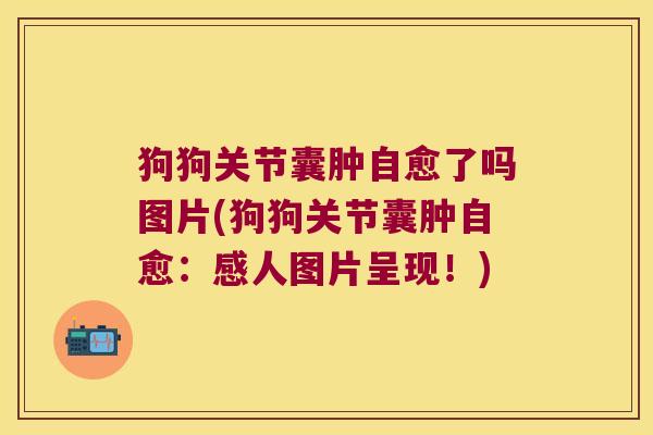 狗狗关节囊肿自愈了吗图片(狗狗关节囊肿自愈：感人图片呈现！)