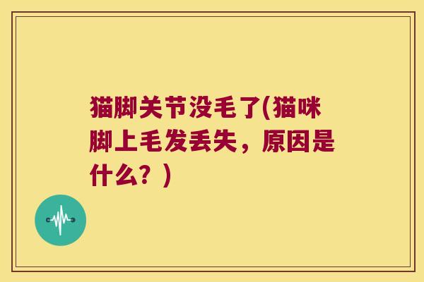 猫脚关节没毛了(猫咪脚上毛发丢失，原因是什么？)