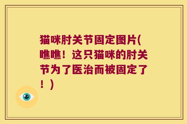 猫咪肘关节固定图片(瞧瞧!这只猫咪的肘关节为了医而被固定了!) 猫咪肘关节固定图片(瞧瞧!这只猫咪的肘关节为了医而被固定了!)