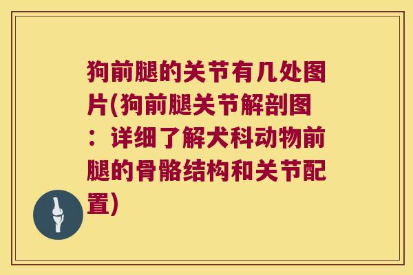 狗前腿的关节有几处图片(狗前腿关节解剖图：详细了解犬科动物前腿的骨骼结构和关节配置)