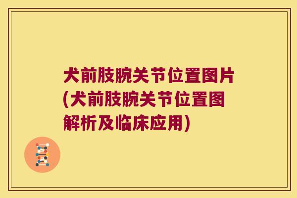 犬前肢腕关节位置图片(犬前肢腕关节位置图解析及临床应用)
