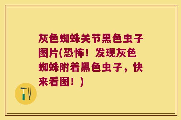 灰色蜘蛛关节黑色虫子图片(恐怖!发现灰色蜘蛛附着黑色虫子,快来看图!) 灰色蜘蛛关节黑色虫子图片(恐怖!发现灰色蜘蛛附着黑色虫子,快来看图!)
