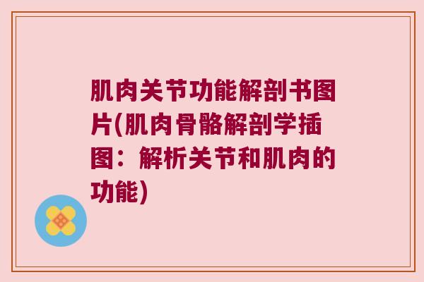 肌肉关节功能解剖书图片(肌肉骨骼解剖学插图:解析关节和肌肉的功能) 肌肉关节功能解剖书图片(肌肉骨骼解剖学插图:解析关节和肌肉的功能)