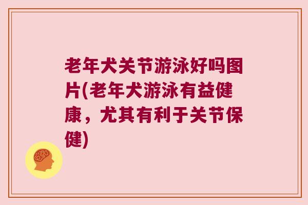 老年犬关节游泳好吗图片(老年犬游泳有益健康,尤其有利于关节保健) 老年犬关节游泳好吗图片(老年犬游泳有益健康,尤其有利于关节保健)