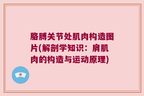 胳膊关节处肌肉构造图片(解剖学知识：肩肌肉的构造与运动原理)