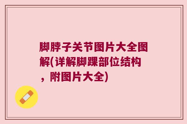 脚脖子关节图片大全图解(详解脚踝部位结构,附图片大全) 脚脖子关节图片大全图解(详解脚踝部位结构,附图片大全)