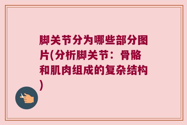 脚关节分为哪些部分图片(分析脚关节:骨骼和肌肉组成的复杂结构) 脚关节分为哪些部分图片(分析脚关节:骨骼和肌肉组成的复杂结构)