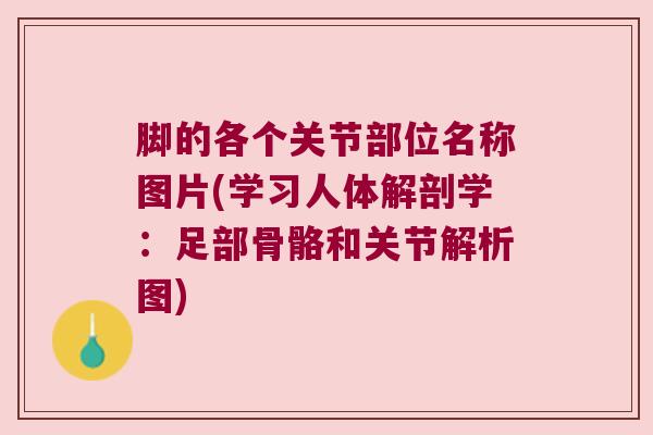脚的各个关节部位名称图片(学习人体解剖学：足部骨骼和关节解析图)
