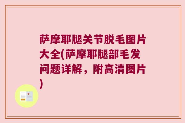 萨摩耶腿关节脱毛图片大全(萨摩耶腿部毛发问题详解,附高清图片) 萨摩耶腿关节脱毛图片大全(萨摩耶腿部毛发问题详解,附高清图片)