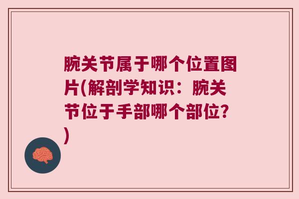 腕关节属于哪个位置图片(解剖学知识:腕关节位于手部哪个部位?) 腕关节属于哪个位置图片(解剖学知识:腕关节位于手部哪个部位?)
